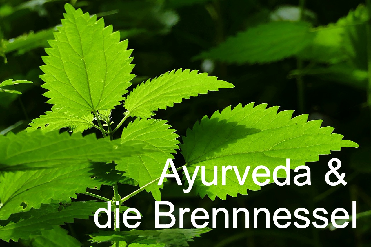Ayurveda - Brennnessel - Detox (Die Bildrechte liegen bei dem Verfasser der Mitteilung.) Ayurveda - Brennnessel - Detox (Die Bildrechte liegen bei dem Verfasser der Mitteilung.)
