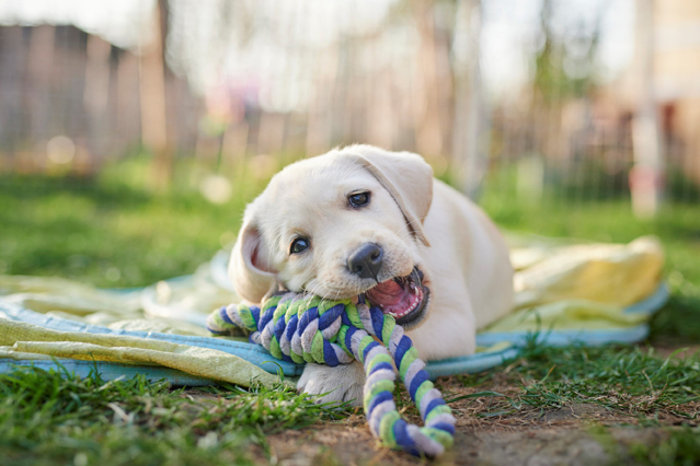 Tierpensionen betreuen Hunde, wenn ihre Besitzer beispielsweise verreisen. (Bildquelle: ERGO Group) Tierpensionen betreuen Hunde, wenn ihre Besitzer beispielsweise verreisen. (Bildquelle: ERGO Group)