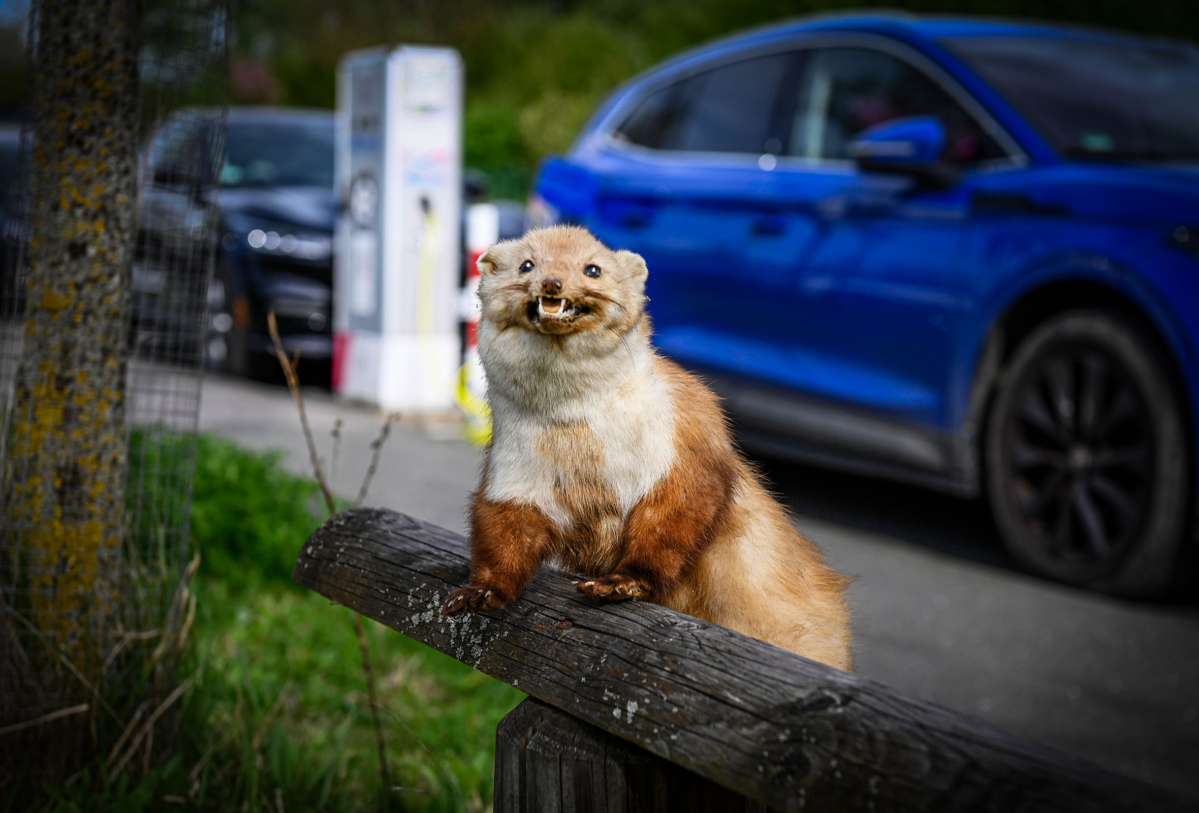 Immer wieder vergreifen sich Marder im Sommer an Schläuchen und Kabeln.  Foto: HUK-COBURG (Die Bildrechte liegen bei dem Verfasser der Mitteilung.)