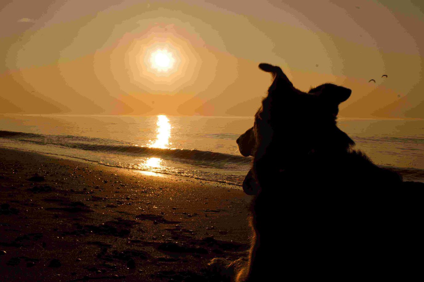 Bund Deutscher Tierfreunde gibt Tipps zu Urlaub mit Hund (Die Bildrechte liegen bei dem Verfasser der Mitteilung.) Bund Deutscher Tierfreunde gibt Tipps zu Urlaub mit Hund (Die Bildrechte liegen bei dem Verfasser der Mitteilung.)