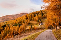 Goldene Natur im Herbst