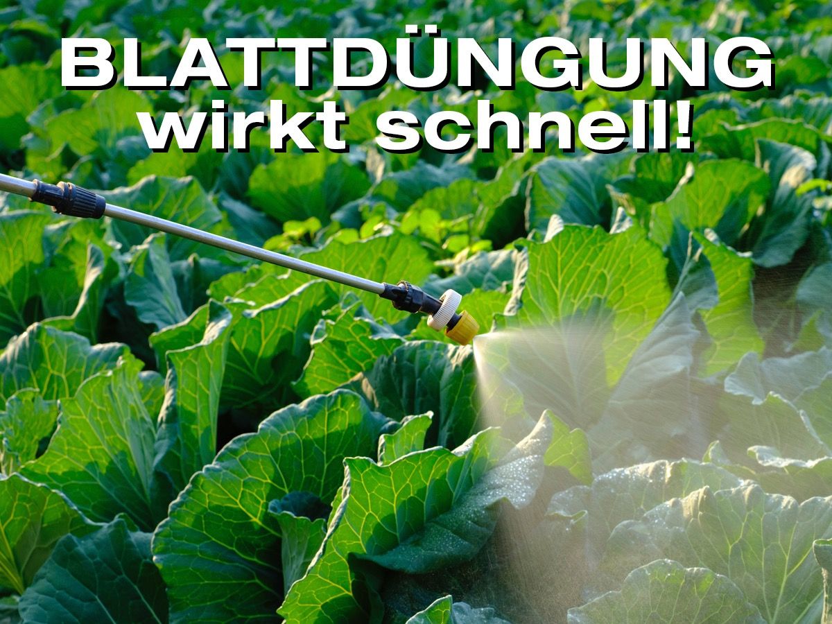 Blattdüngung wirkt schnell (© iStockphoto.com) Blattdüngung wirkt schnell (© iStockphoto.com)