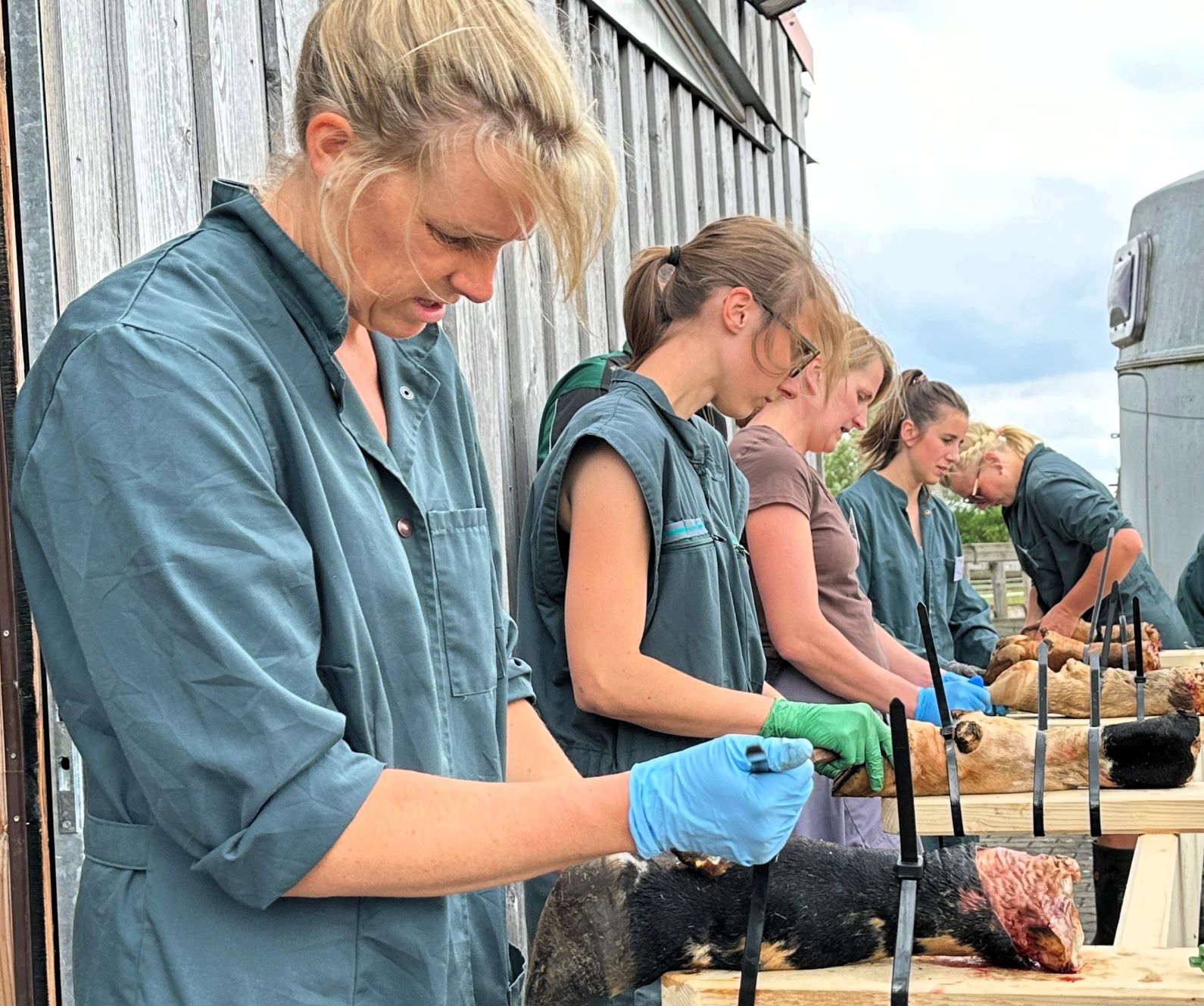 Das Highlight des AVA-Kurses: Der praktische Teil für die Veterinäre mit Übungen an Kuhfüßen Das Highlight des AVA-Kurses: Der praktische Teil für die Veterinäre mit Übungen an Kuhfüßen