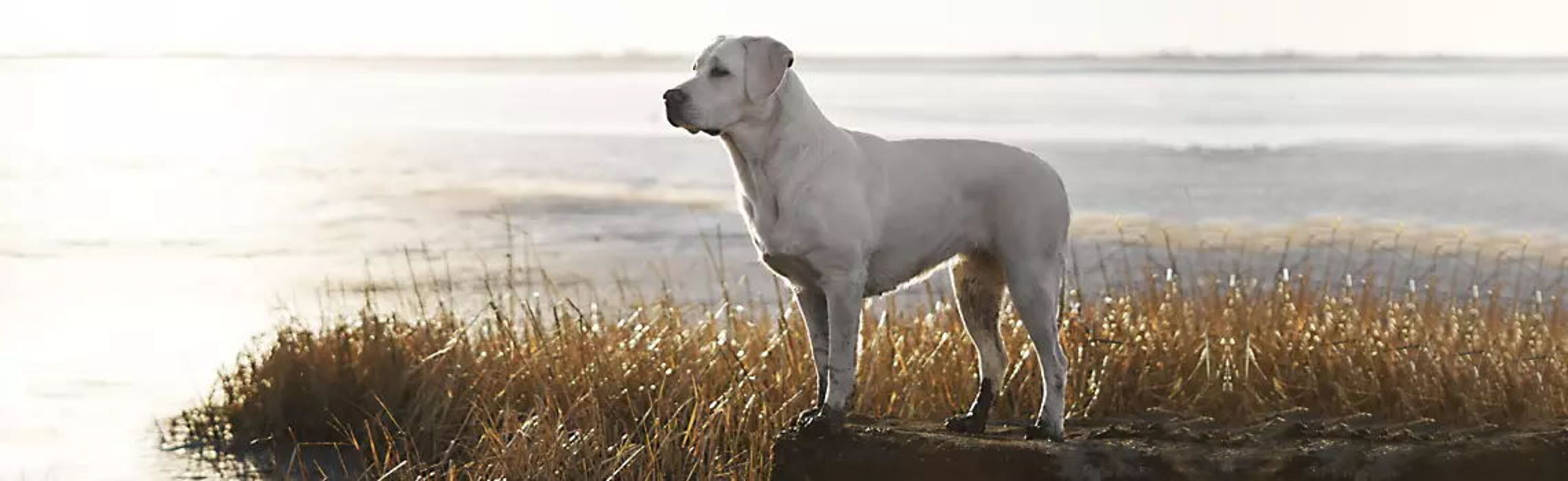 Die Lakefields Manufaktur bietet Premium Hunde- und Katzenfutter Die Lakefields Manufaktur bietet Premium Hunde- und Katzenfutter