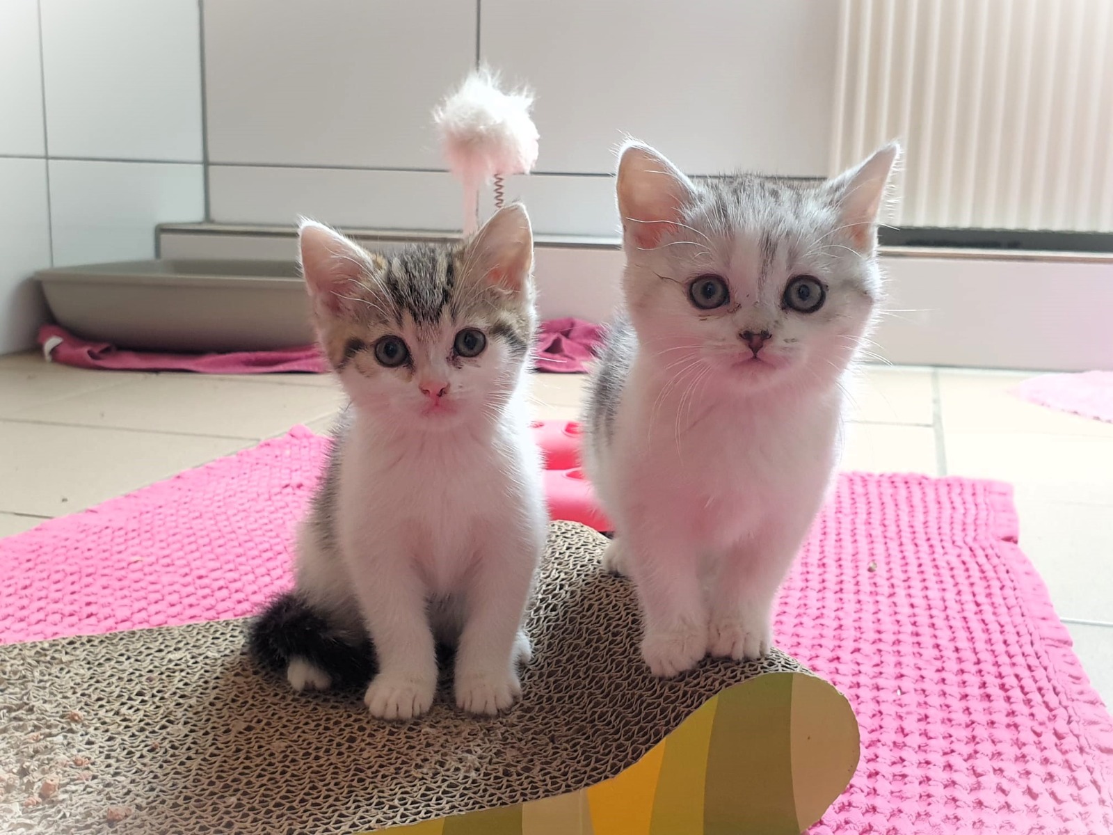 Sie beiden Katzenbabys wurden vom BDT-Team gerettet (Die Bildrechte liegen bei dem Verfasser der Mitteilung.) Sie beiden Katzenbabys wurden vom BDT-Team gerettet (Die Bildrechte liegen bei dem Verfasser der Mitteilung.)
