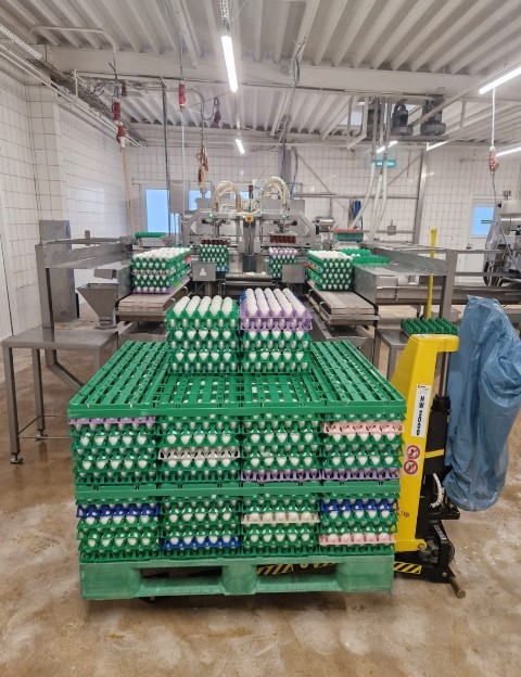Der Foodproduzent verarbeitet wöchentlich 3,5 Millionen Eier - hier auf dem Weg in die Eieraufschlag (Die Bildrechte liegen bei dem Verfasser der Mitteilung.) Der Foodproduzent verarbeitet wöchentlich 3,5 Millionen Eier - hier auf dem Weg in die Eieraufschlag (Die Bildrechte liegen bei dem Verfasser der Mitteilung.)