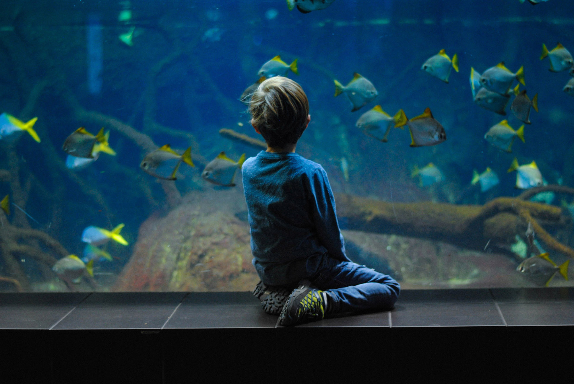 Faszination Unterwasserwelt: Das Meeresbildungsprogramm von Ocean Berlin richtet sich an Kinder alle (Bildquelle: Unsplash) Faszination Unterwasserwelt: Das Meeresbildungsprogramm von Ocean Berlin richtet sich an Kinder alle (Bildquelle: Unsplash)