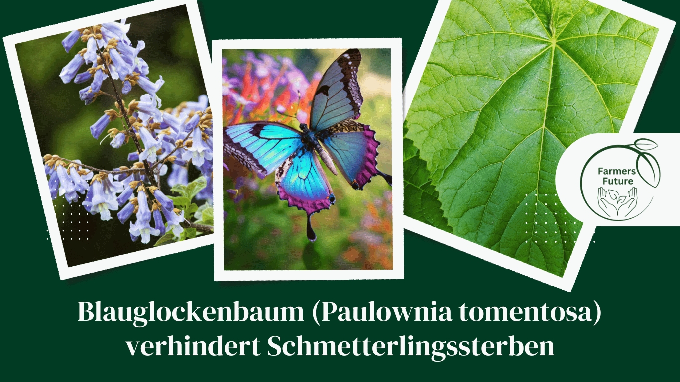 Blauglockenbaum Farmers Future (Die Bildrechte liegen bei dem Verfasser der Mitteilung.) Blauglockenbaum Farmers Future (Die Bildrechte liegen bei dem Verfasser der Mitteilung.)