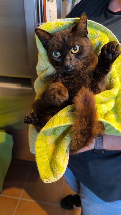 Bund Deutscher Tierfreunde versorgt ausgesetzte Katzen (Die Bildrechte liegen bei dem Verfasser der Mitteilung.)