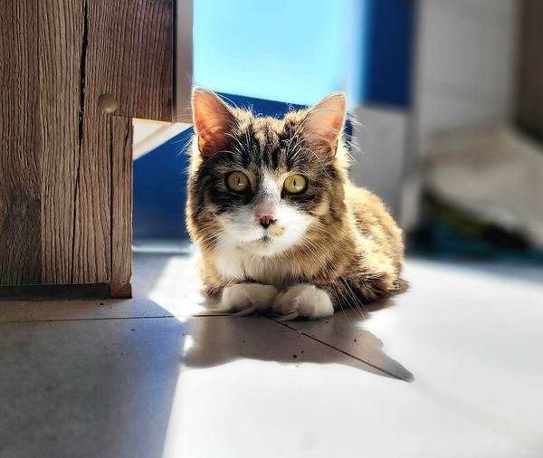 Bund Deutscher Tierfreunde: Katzen im Schatten nicht vergessen (Die Bildrechte liegen bei dem Verfasser der Mitteilung.) Bund Deutscher Tierfreunde: Katzen im Schatten nicht vergessen (Die Bildrechte liegen bei dem Verfasser der Mitteilung.)