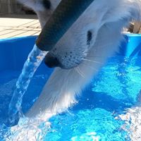 Bund Deutscher Tierfreunde gibt Hitze-Tipps (Die Bildrechte liegen bei dem Verfasser der Mitteilung.)