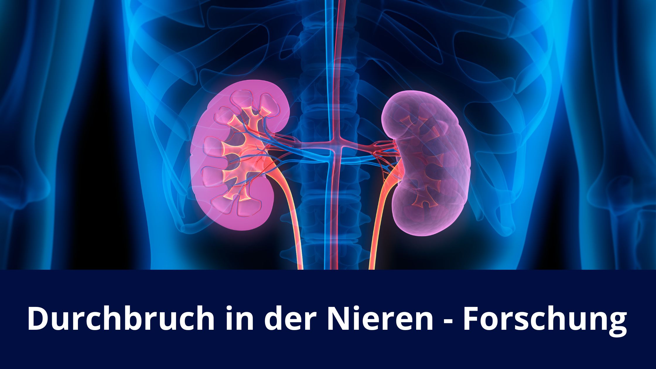 Durchbruch in der Nieren - Forschung / Redaktion bioresonanz-zukunft.de (Die Bildrechte liegen bei dem Verfasser der Mitteilung.) Durchbruch in der Nieren - Forschung / Redaktion bioresonanz-zukunft.de (Die Bildrechte liegen bei dem Verfasser der Mitteilung.)