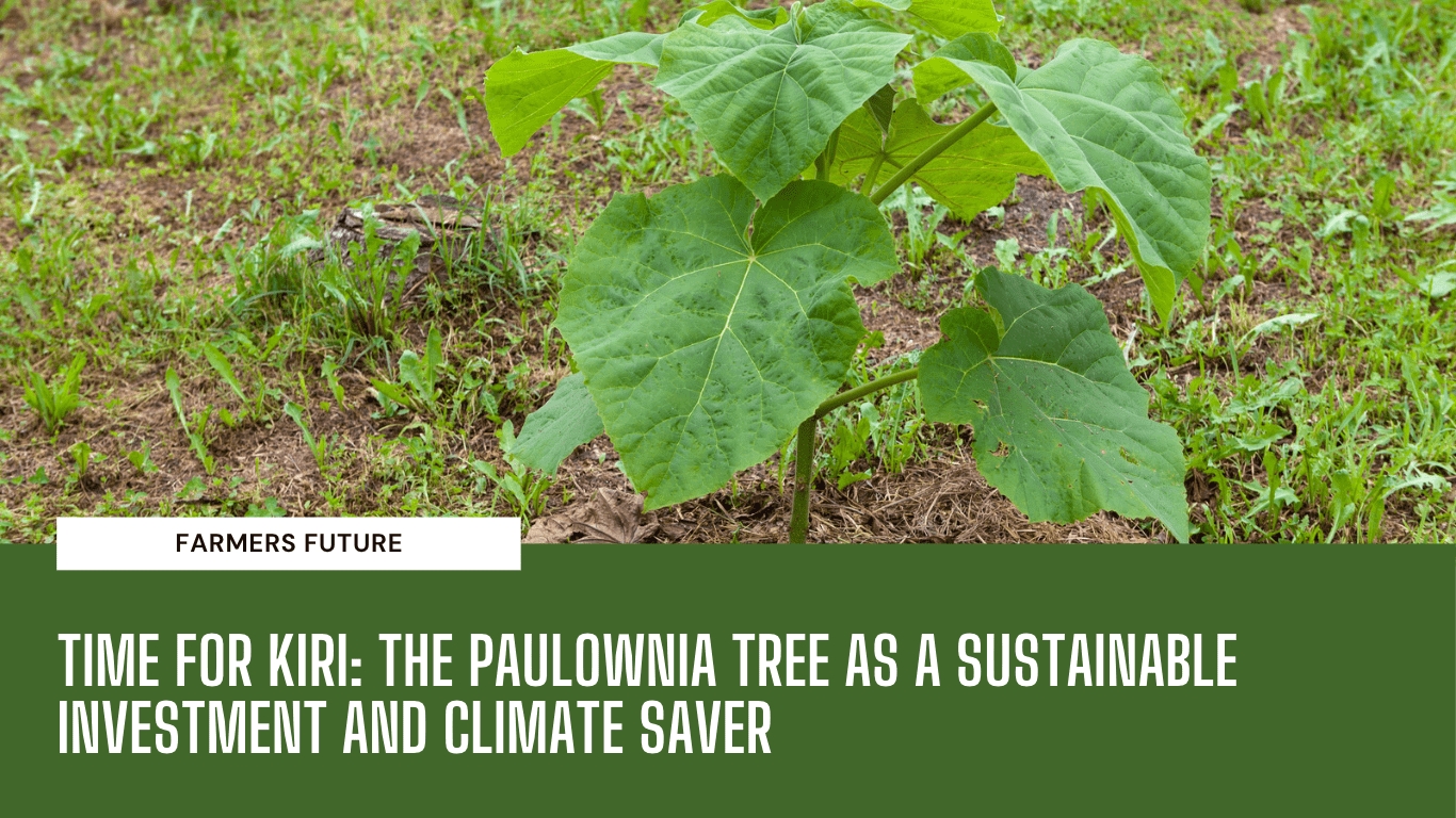 Paulownia tree for climate - Farmers Future (Die Bildrechte liegen bei dem Verfasser der Mitteilung.) Paulownia tree for climate - Farmers Future (Die Bildrechte liegen bei dem Verfasser der Mitteilung.)