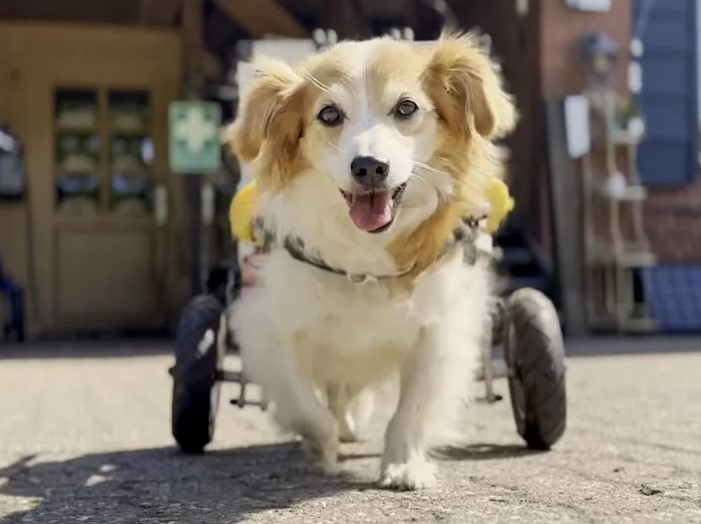 Einer der ganz besonderen Rolli-Hunde - auch er darf jetzt vom Pro Humanis Sponsoring profitieren