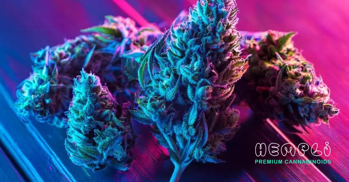 THC Abbau Rechner (Die Bildrechte liegen bei dem Verfasser der Mitteilung.) THC Abbau Rechner (Die Bildrechte liegen bei dem Verfasser der Mitteilung.)