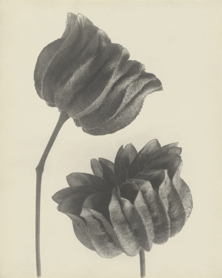 Karl Blossfeldt: Schönmalve (Abutilon), Samenkapseln, 6-fach, o.J. (Bildquelle: Courtesy Universität der Künste, Berlin) Karl Blossfeldt: Schönmalve (Abutilon), Samenkapseln, 6-fach, o.J. (Bildquelle: Courtesy Universität der Künste, Berlin)