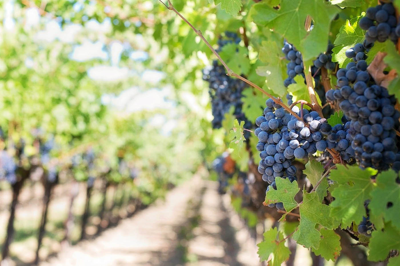 Weinanbau im Zeichen des Klimawandels Weinanbau im Zeichen des Klimawandels