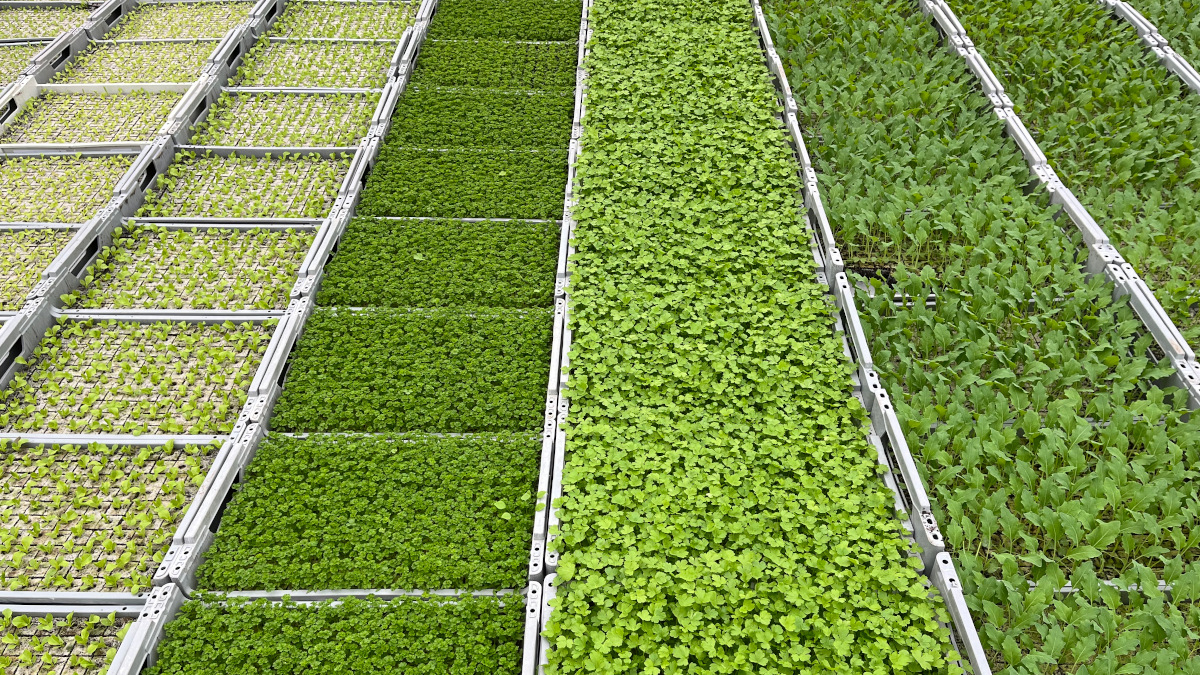Feldgemüse wird für den schweizerischen Markt vorgezogen. Quelle: Busch Group (Die Bildrechte liegen bei dem Verfasser der Mitteilung.) Feldgemüse wird für den schweizerischen Markt vorgezogen. Quelle: Busch Group (Die Bildrechte liegen bei dem Verfasser der Mitteilung.)