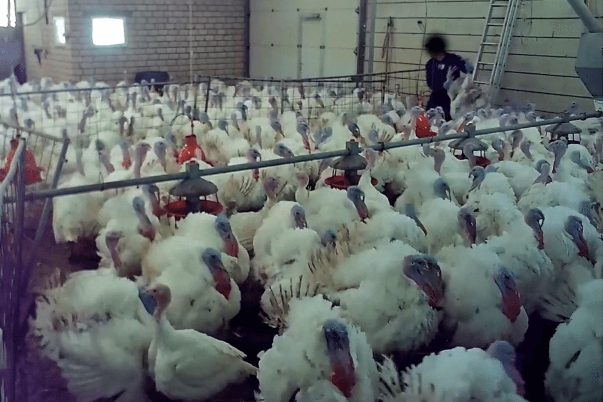 Nach Aufdeckung von Tierquälerei: Staatsanwaltschaft Kleve ermittelt gegen Tierwohl-Putenmast Nach Aufdeckung von Tierquälerei: Staatsanwaltschaft Kleve ermittelt gegen Tierwohl-Putenmast