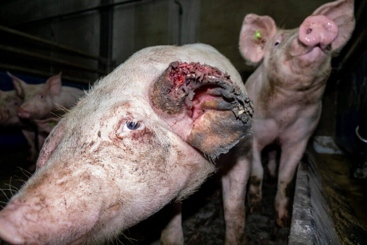 Ehemaliger Tönnies Schweinemäster wegen Tierquälerei zu sechs Monaten auf Bewährung verurteilt Ehemaliger Tönnies Schweinemäster wegen Tierquälerei zu sechs Monaten auf Bewährung verurteilt