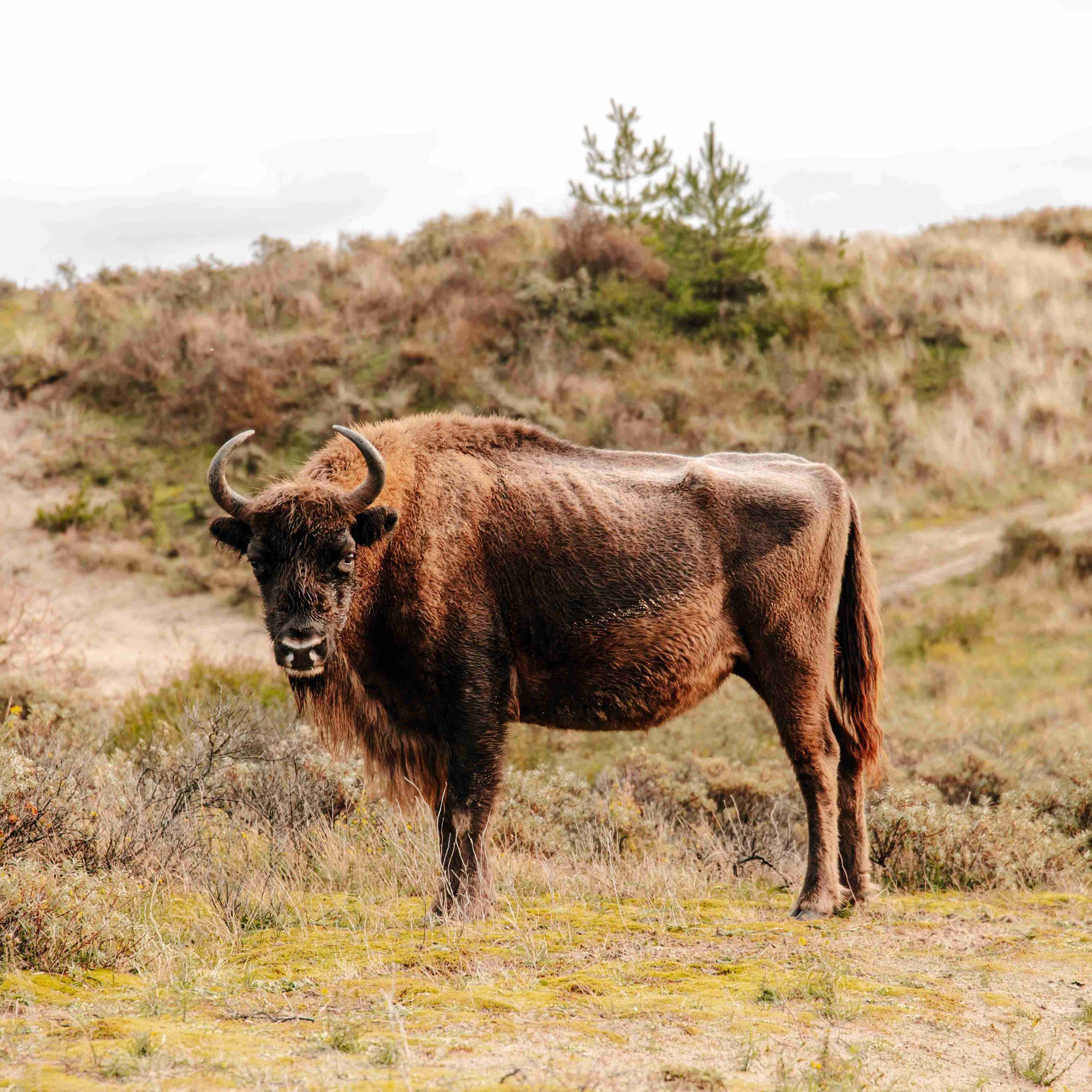 Begegnung mit Wisent (Bildquelle: Fotostudio Zandvoor) Begegnung mit Wisent (Bildquelle: Fotostudio Zandvoor)