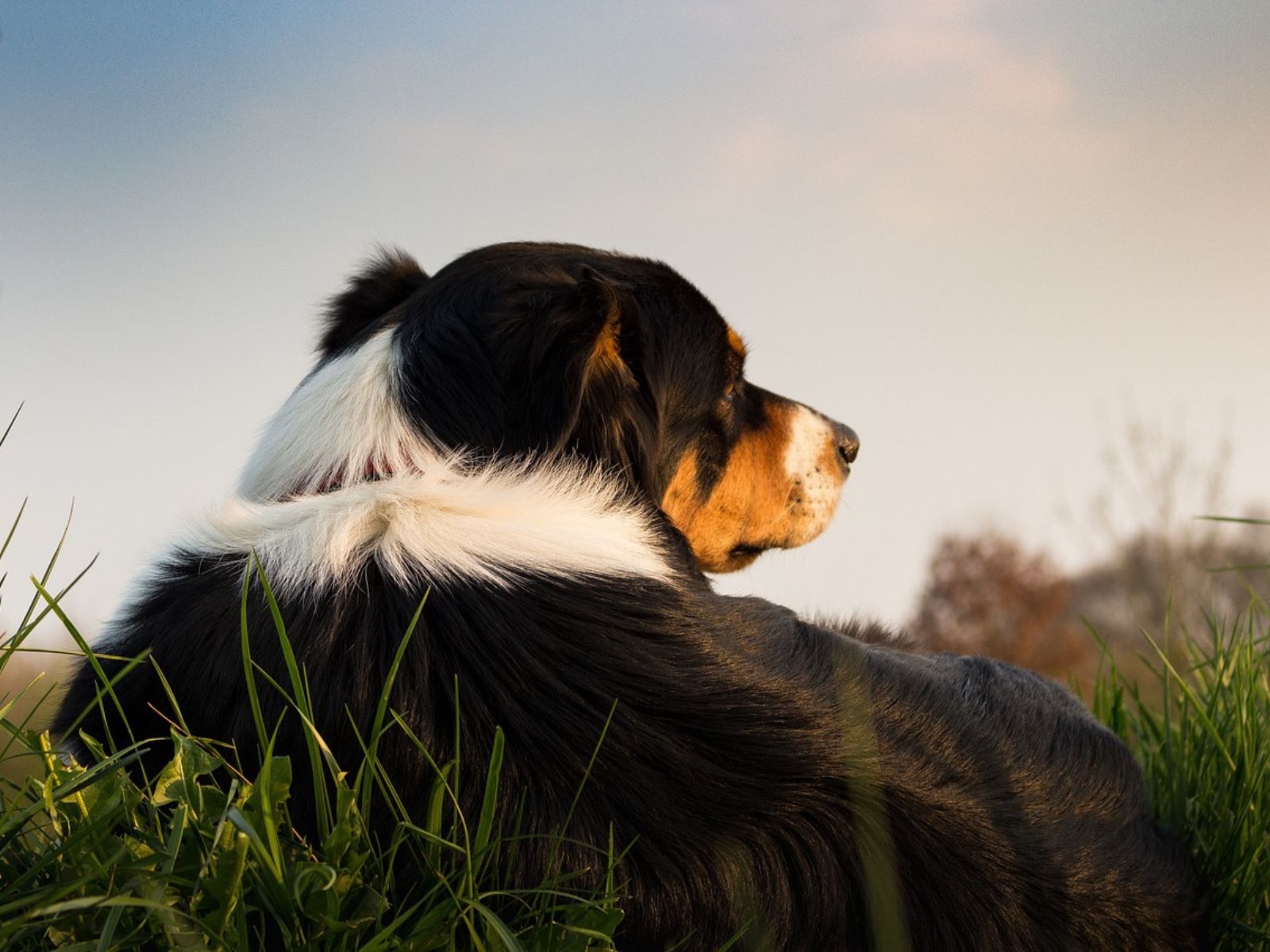 Problemhundetraining Problemhundetraining