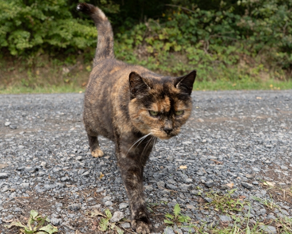 Streunerkatze (Die Bildrechte liegen bei dem Verfasser der Mitteilung.)