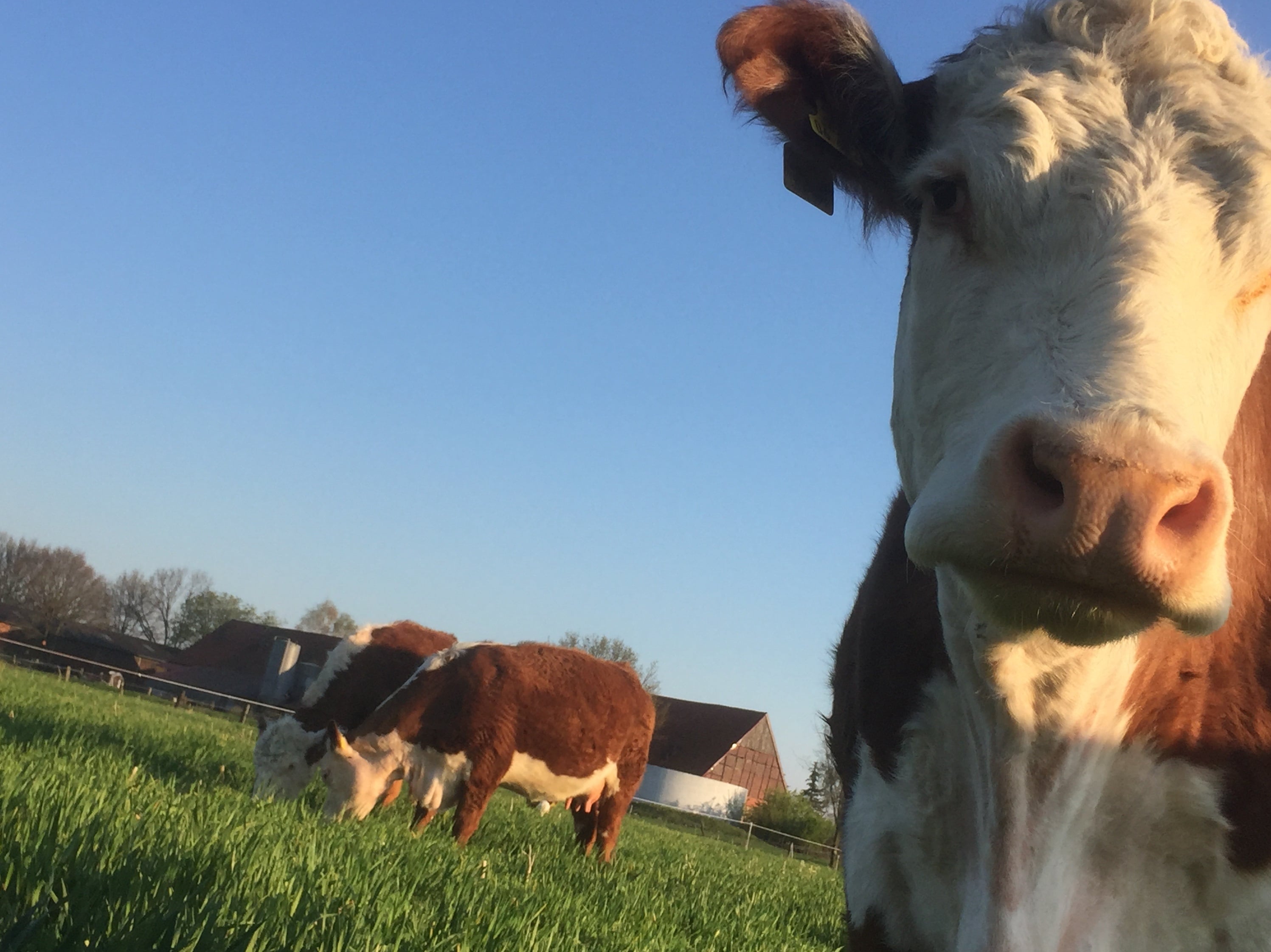 Weidefleisch Hof Herweg (Die Bildrechte liegen bei dem Verfasser der Mitteilung.)