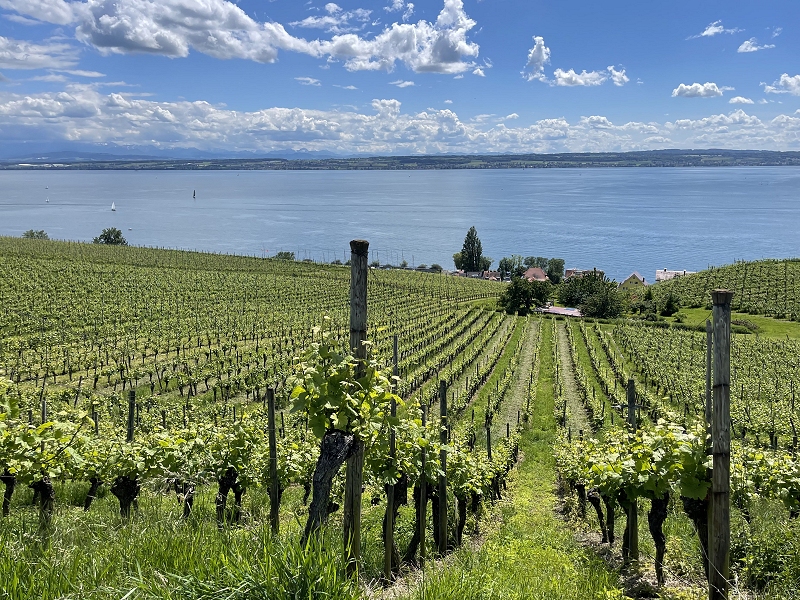 Bodensee (Die Bildrechte liegen bei dem Verfasser der Mitteilung.) Bodensee (Die Bildrechte liegen bei dem Verfasser der Mitteilung.)