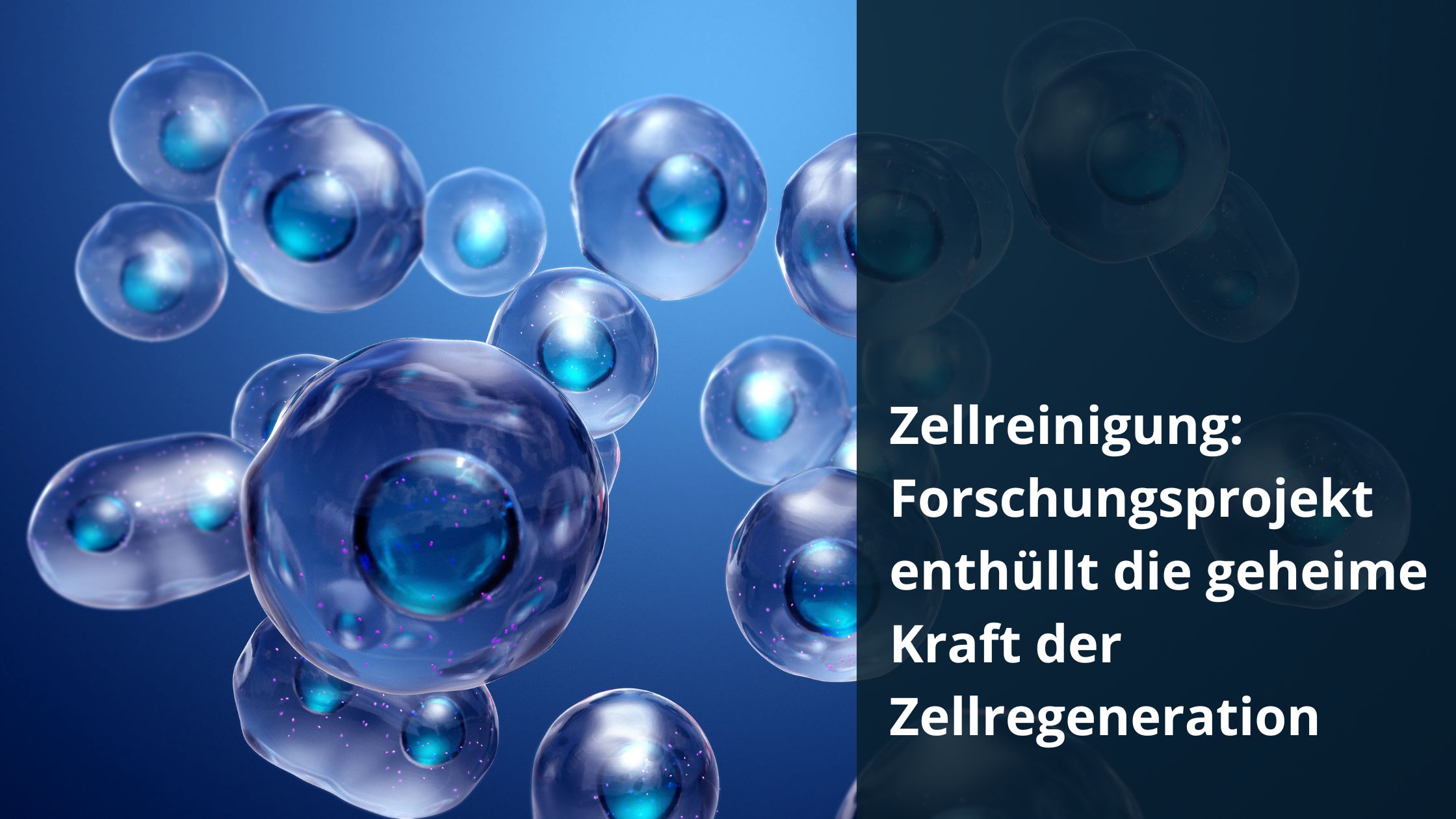 Zellreinigung: Forschungsprojekt enthüllt die geheime Kraft der Zellregeneration (Die Bildrechte liegen bei dem Verfasser der Mitteilung.)