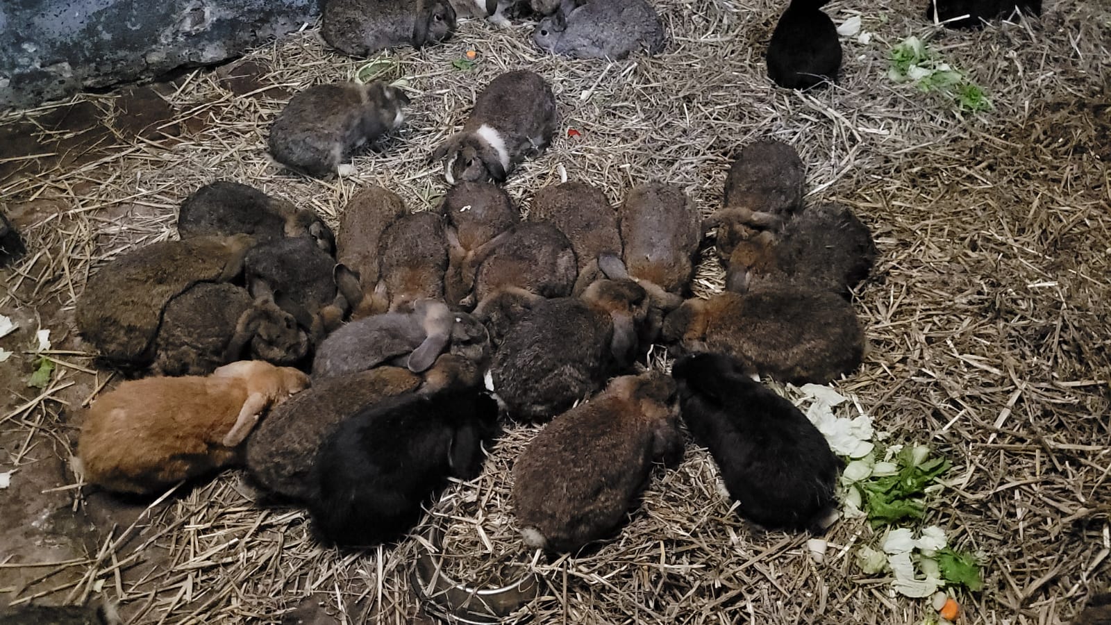 Bund Deutscher Tierfreunde kümmert sich um die Tiere (Die Bildrechte liegen bei dem Verfasser der Mitteilung.) Bund Deutscher Tierfreunde kümmert sich um die Tiere (Die Bildrechte liegen bei dem Verfasser der Mitteilung.)