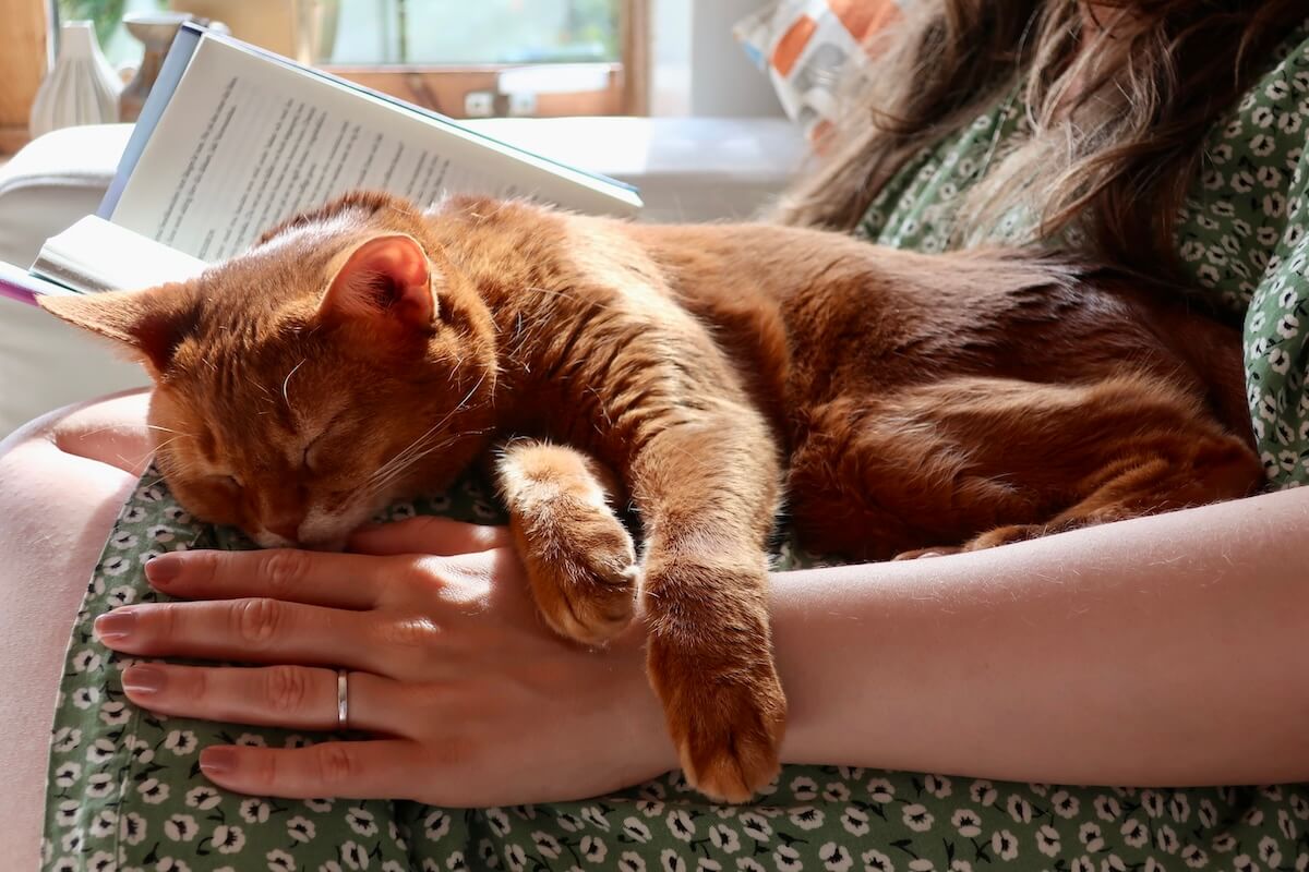 Ruhende Katze - Bestetierversicherungen (Die Bildrechte liegen bei dem Verfasser der Mitteilung.)