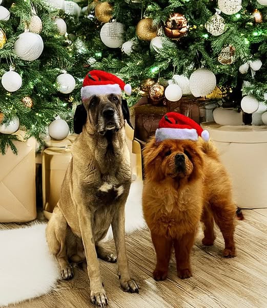 Bund deutscher Tierfreunde gibt Weihnachtstipps (Die Bildrechte liegen bei dem Verfasser der Mitteilung.)