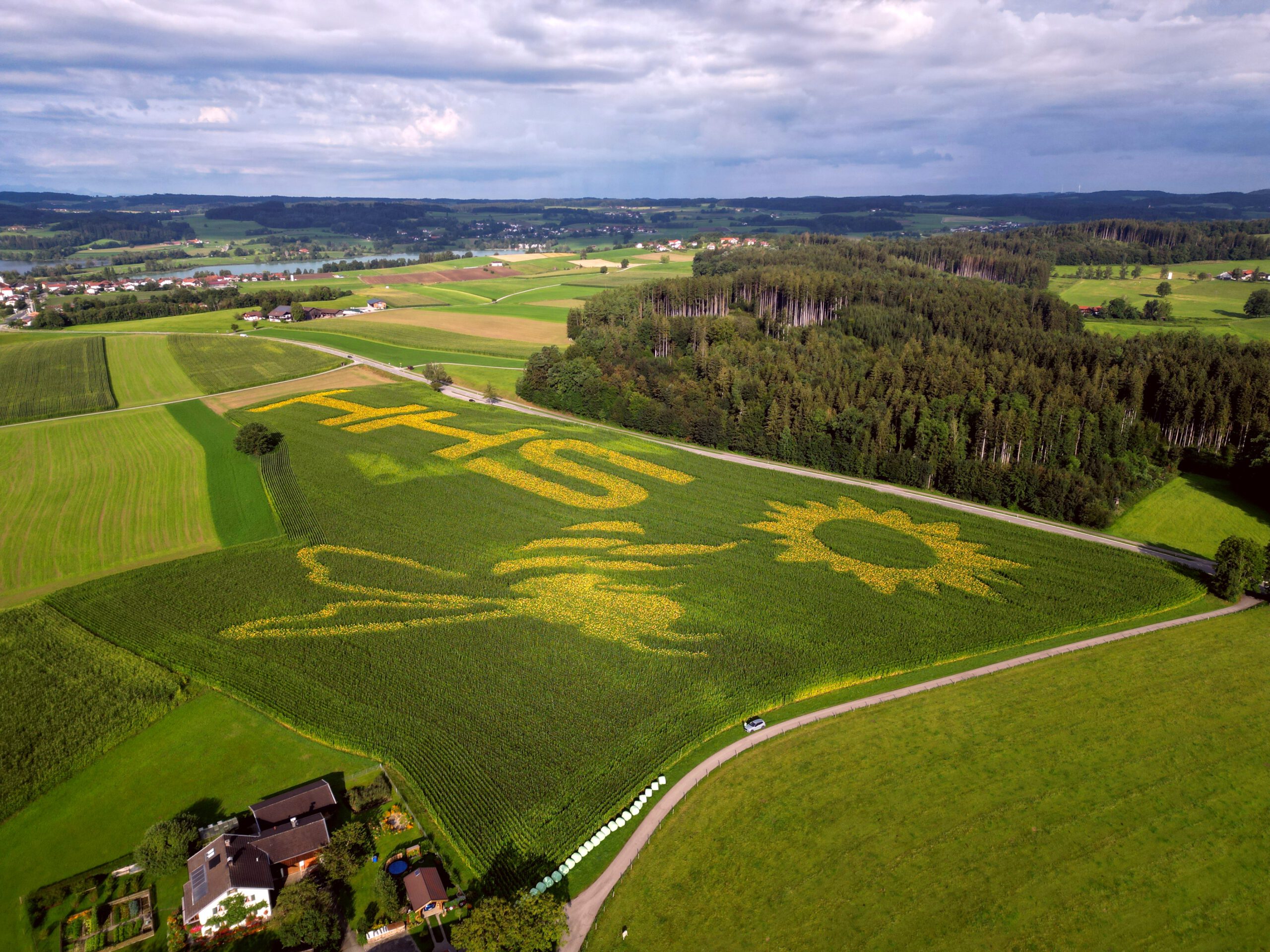 Feldwerbung mit Sonnenblumen und Wildblumen