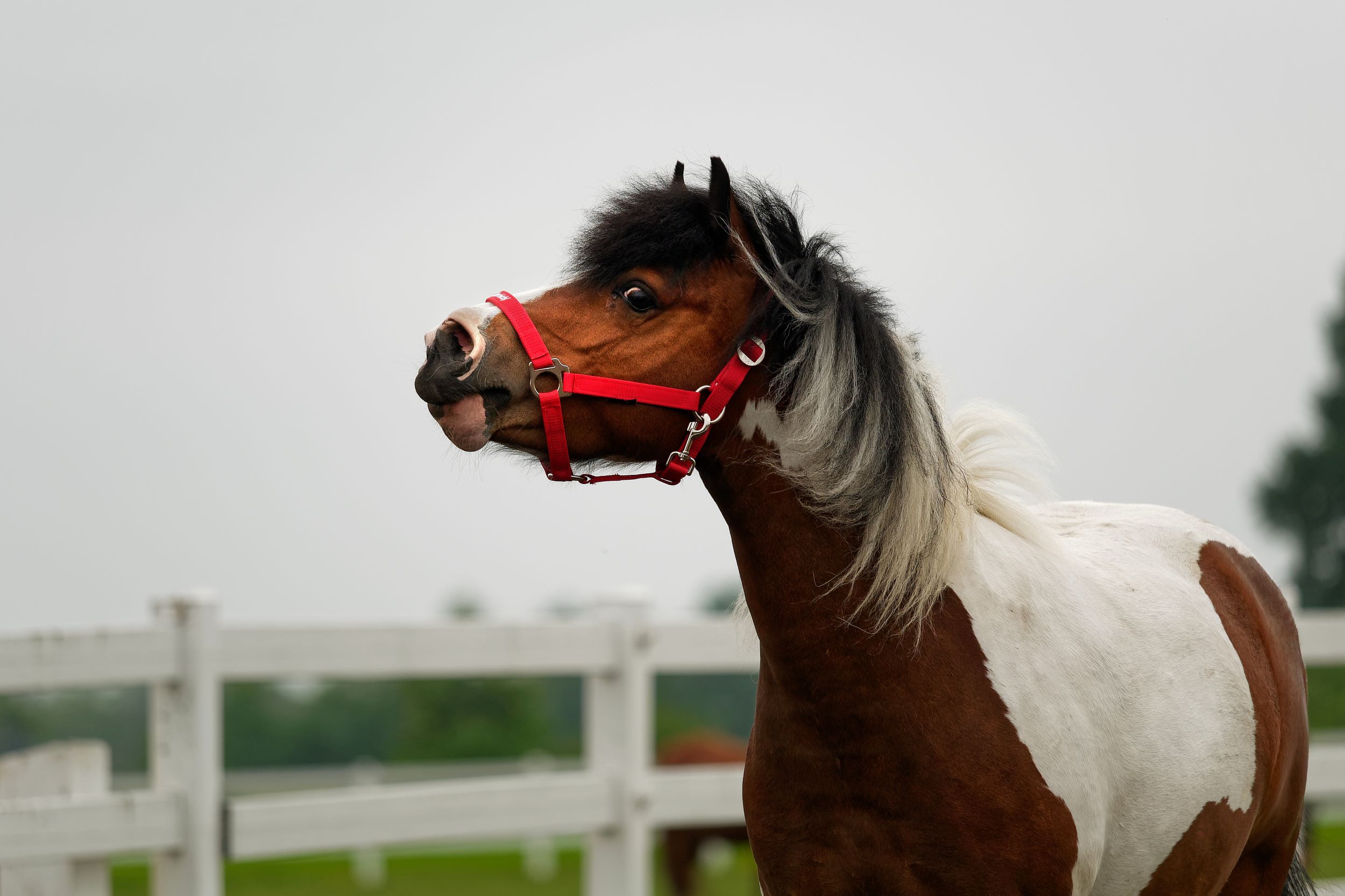 Schnütchen TESSA von der Gut Aiderbichl BALLERMANN RANCH (Bildquelle: MICHAEL GRIMMIG)