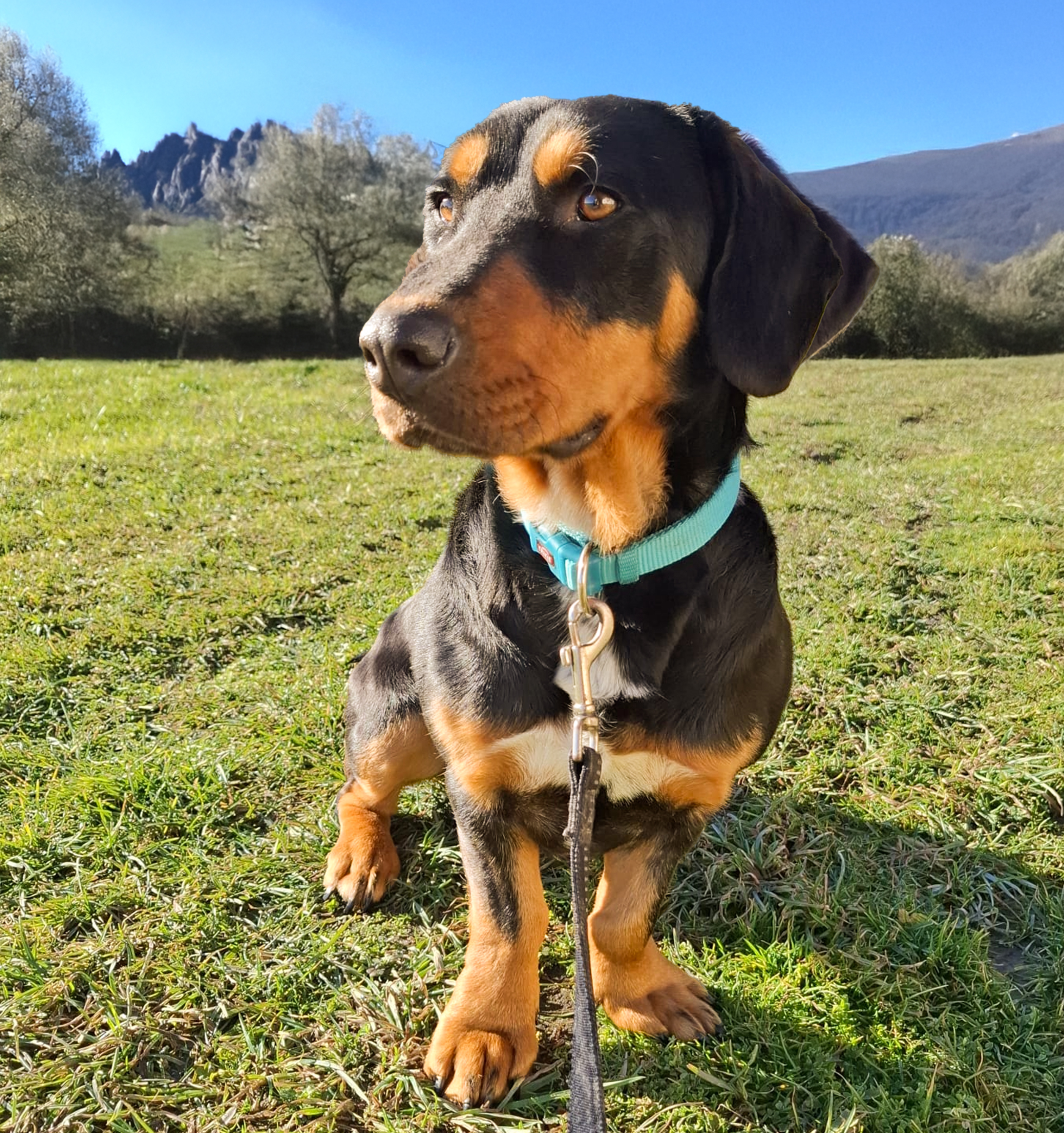 Traumhund, sehr menschenbezogen, gechipt, geimpft, kastriert braucht dringend eine liebevolle Familie in Deutschland / Österreich Traumhund, sehr menschenbezogen, gechipt, geimpft, kastriert braucht dringend eine liebevolle Familie in Deutschland / Österreich