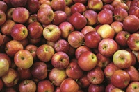 Äpfel aus der Provinz Cuneo @ Regione Piemonte Äpfel aus der Provinz Cuneo @ Regione Piemonte