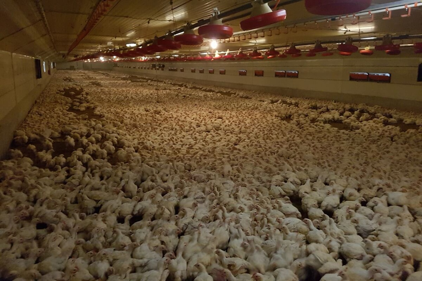 Nach Aufdeckung von Tierquälerei in Hähnchenmast: Mäster zeigt Tierrechtler wegen Tierquälerei und Hausfriedensbruch an Nach Aufdeckung von Tierquälerei in Hähnchenmast: Mäster zeigt Tierrechtler wegen Tierquälerei und Hausfriedensbruch an