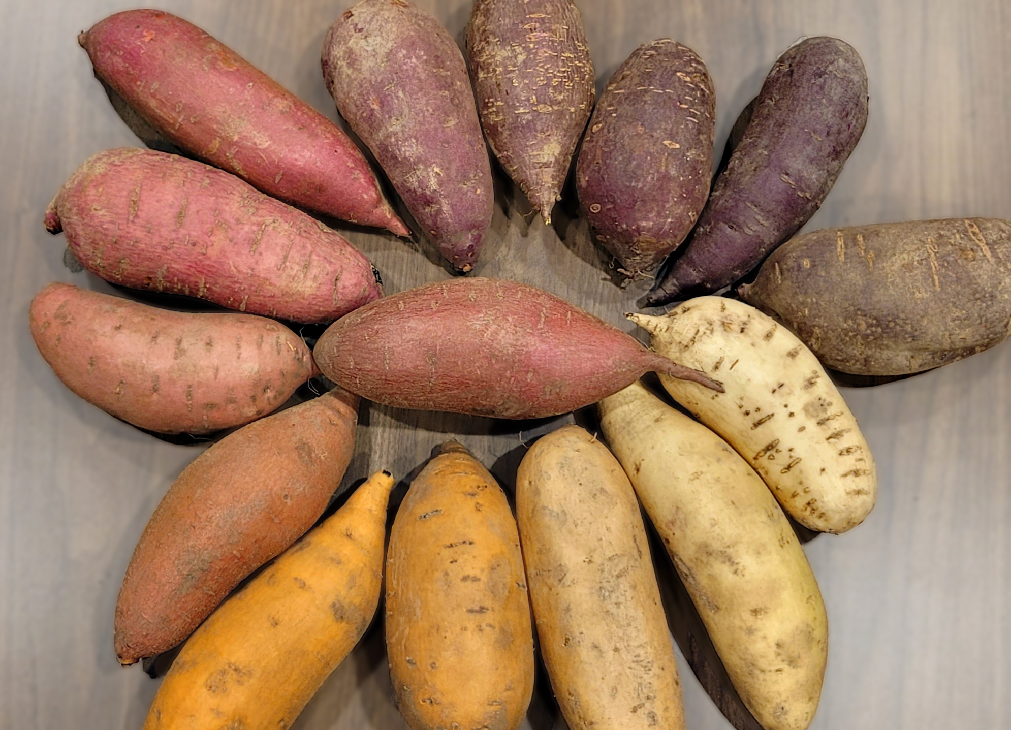 Verschiedene Sorten Süßkartoffeln aus North Carolina, USA (Bildquelle:©Catrin Hahn)