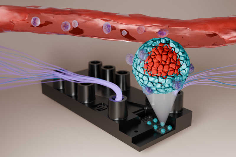 3D-Visualisierung des PDAC-Modells (Bildquelle: @Deipenbrock et. al. (Bild reproduziert)) 3D-Visualisierung des PDAC-Modells (Bildquelle: @Deipenbrock et. al. (Bild reproduziert))