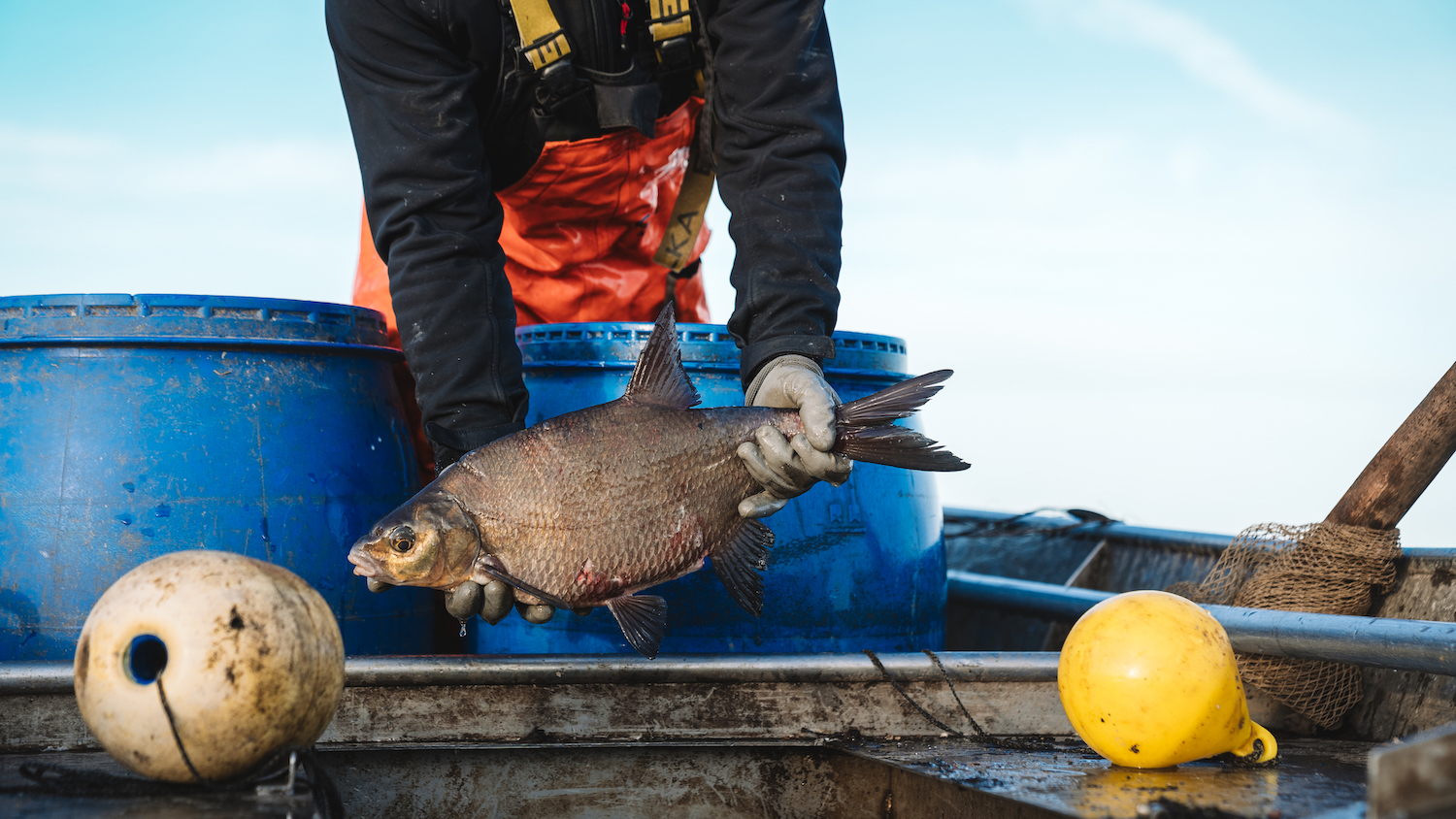 Frisch gefangener Karpfen aus der Havel von der Fischerei Lechler |©Knuspr (Die Bildrechte liegen bei dem Verfasser der Mitteilung.) Frisch gefangener Karpfen aus der Havel von der Fischerei Lechler |©Knuspr (Die Bildrechte liegen bei dem Verfasser der Mitteilung.)
