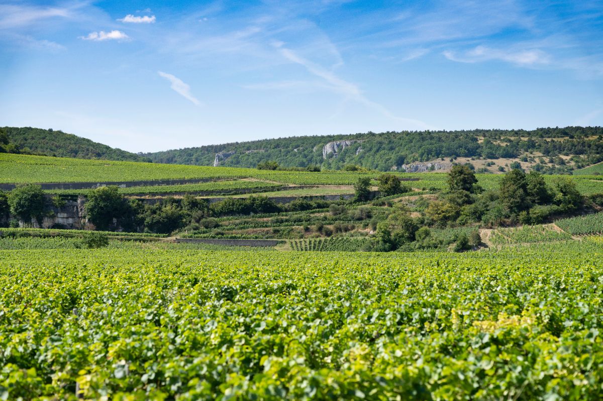 Ab sofort vertreibt Delicious Green Selection die Weine des Burgunder-Winzers Benjamin Leroux (© Markus Bassler) Ab sofort vertreibt Delicious Green Selection die Weine des Burgunder-Winzers Benjamin Leroux (© Markus Bassler)