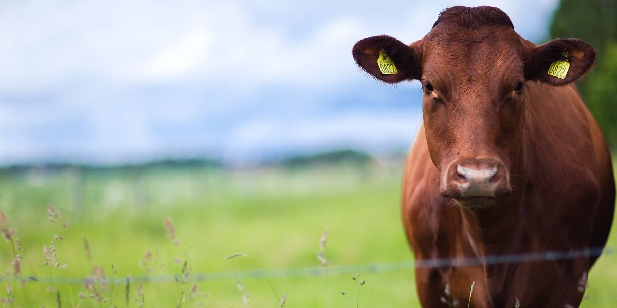 Das Sortiment der E.Jacobsen GmbH umfasst eine große Auswahl an Premium-Rindfleisch (© )