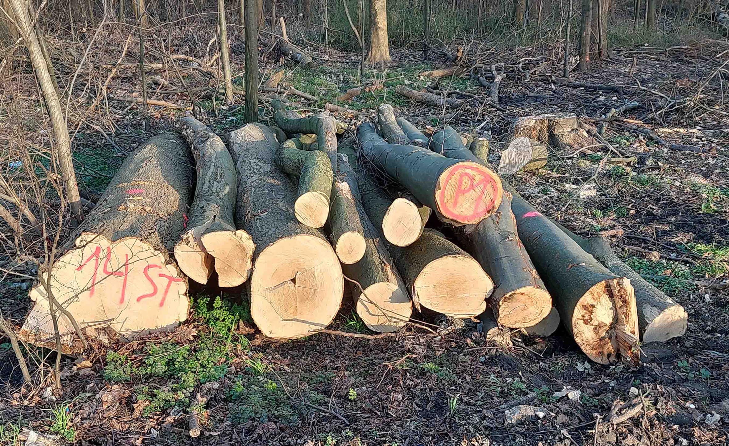 Brennholz aus deutschen Forsten fällt bei der Waldpflege und der Beseitigung von Sturmschäden an (Die Bildrechte liegen bei dem Verfasser der Mitteilung.)