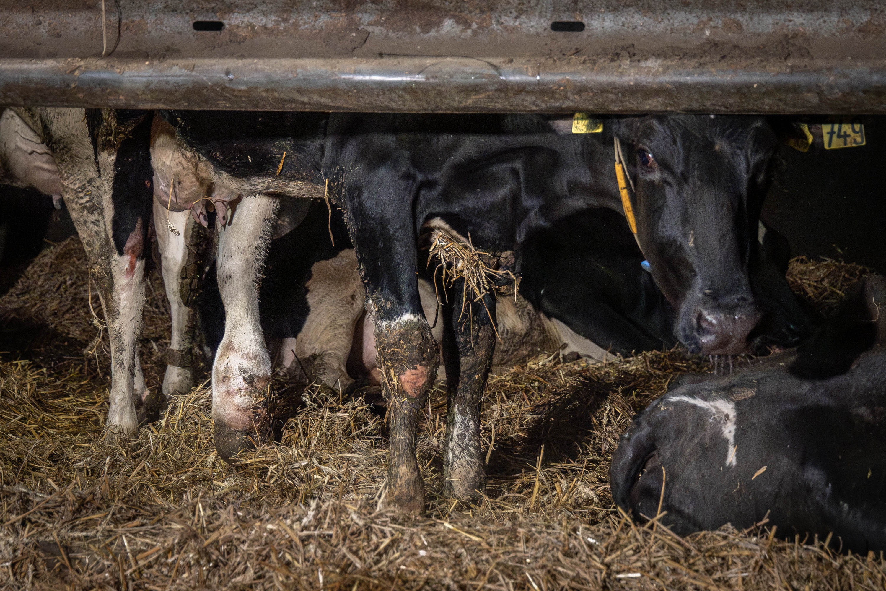Versteckte Kameras dokumentieren Tierquälerei in Milchbetrieb in Brüssow Versteckte Kameras dokumentieren Tierquälerei in Milchbetrieb in Brüssow