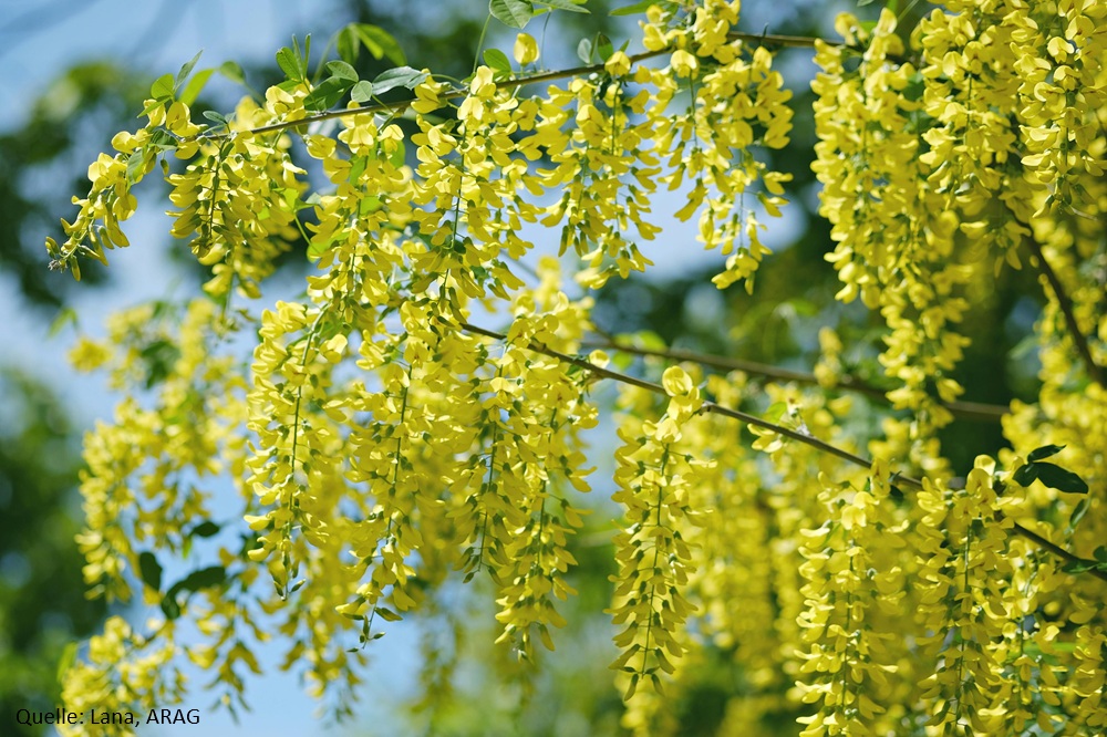 Golregen: nicht nur schön, sondern tückisch (Die Bildrechte liegen bei dem Verfasser der Mitteilung.)