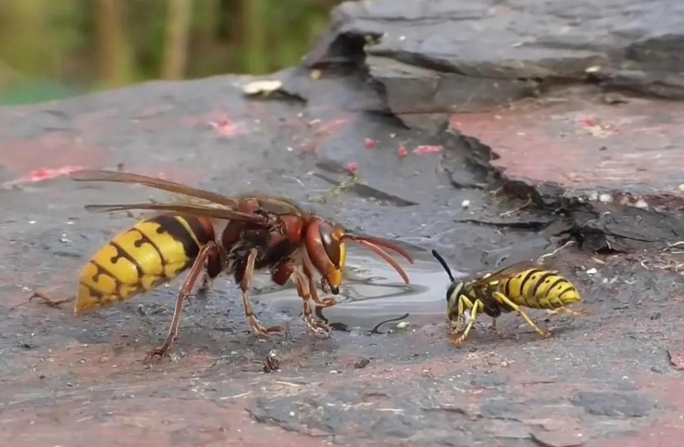 Wespenbekämpfung Firma Absolut aus Berlin