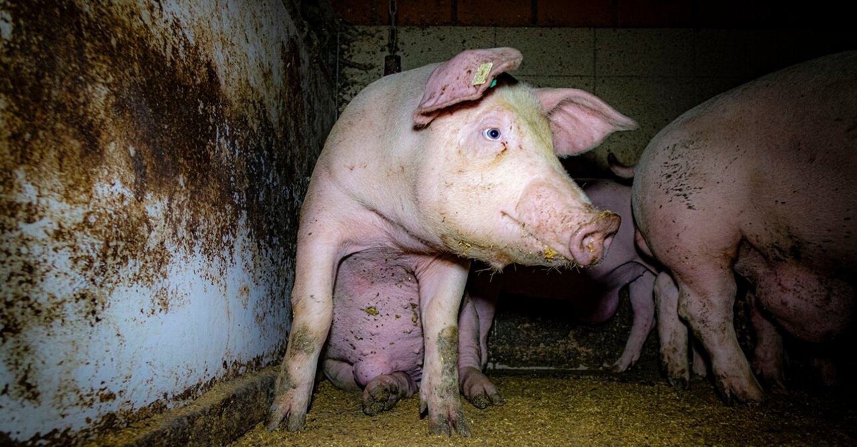 Nach Aufdeckung von Tierquälerei: Staatsanwaltschaft Münster nimmt Ermittlungen gegen 
