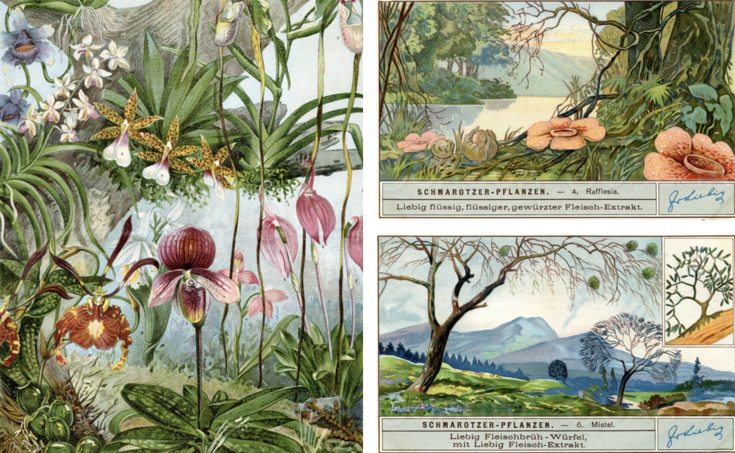 Bäume als Lebensraum: Orchideen-Arten und Schmarotzerpflanzen. © QUAGGA Media UG (haftungsbeschränkt Bäume als Lebensraum: Orchideen-Arten und Schmarotzerpflanzen. © QUAGGA Media UG (haftungsbeschränkt