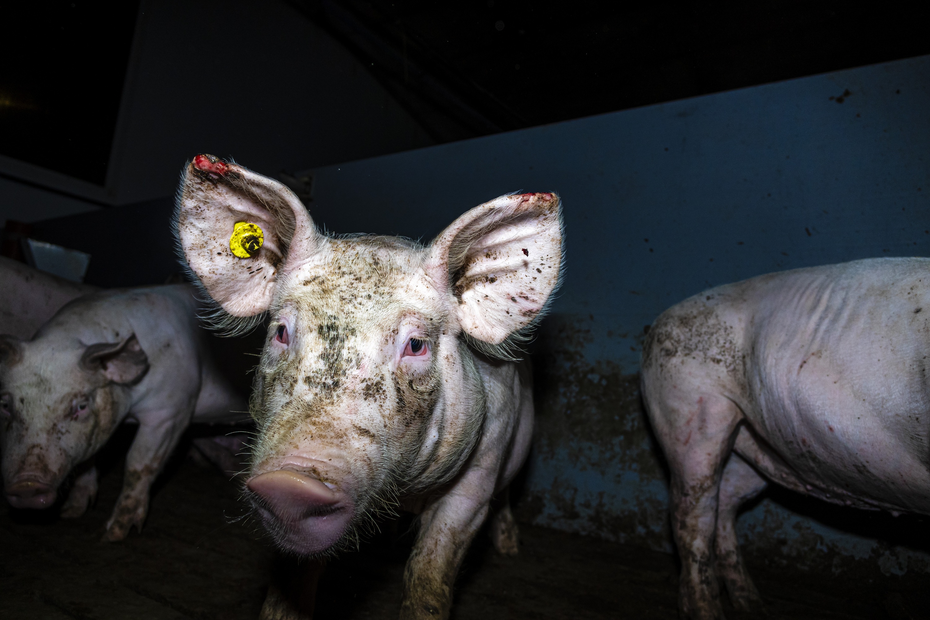 Schweine fressen sich gegenseitig an - Unhaltbare Zustände in einem Westfleisch-Zulieferbetrieb im Landkreis Borken (NRW)